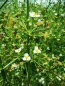 Preview: Rosettenfroschlöffel - Alisma parviflora